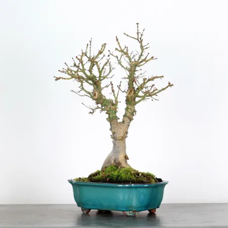 ÉRABLE DU JAPON "ACER PALMATUM KOTO HIMÉ" 2-2