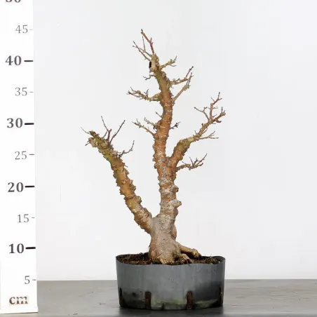 image supplémentaire - ÉRABLE DU JAPON "ACER...