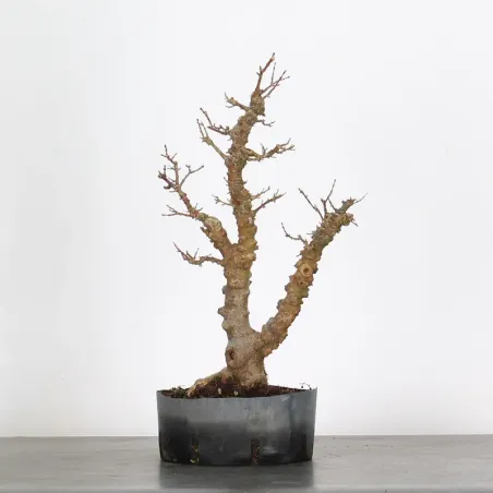 ÉRABLE DU JAPON "ACER PALMATUM KOTO HIMÉ" 2-3