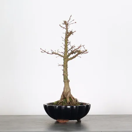 ÉRABLE DU JAPON "ACER PALMATUM KOTO HIMÉ" 2-4