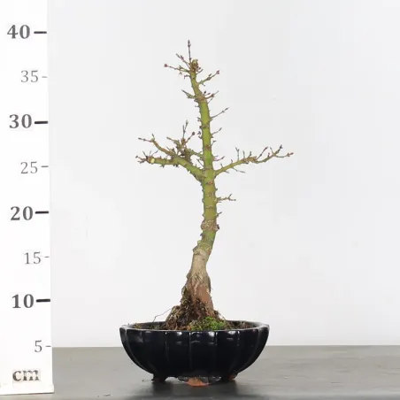 image supplémentaire - JAPANESE MAPLE "ACER...