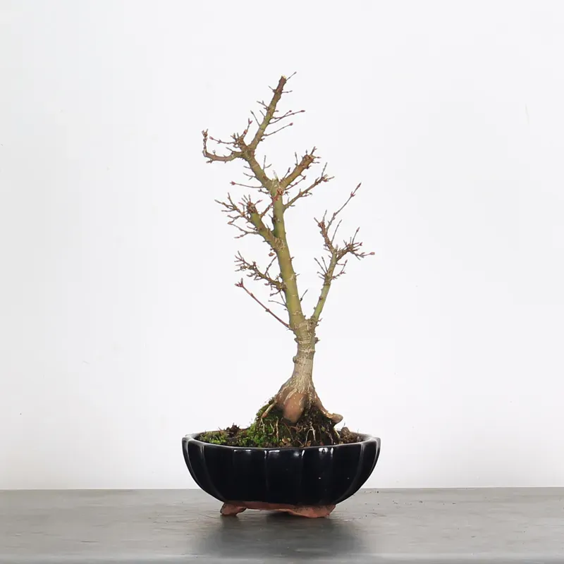 JAPANESE MAPLE "ACER PALMATUM KOTO HIME" 2-5