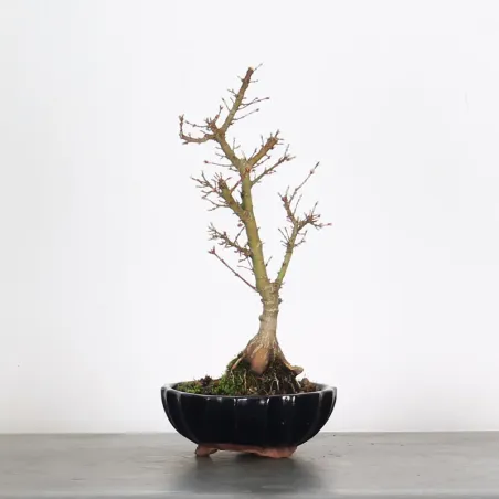 ÉRABLE DU JAPON "ACER PALMATUM KOTO HIMÉ" 2-5