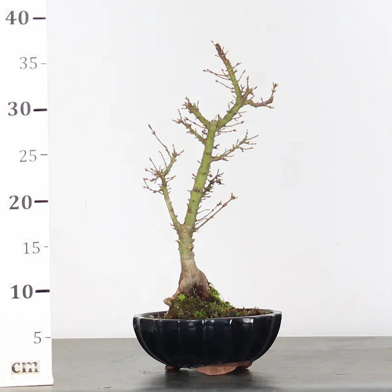 image supplémentaire - ÉRABLE DU JAPON "ACER...