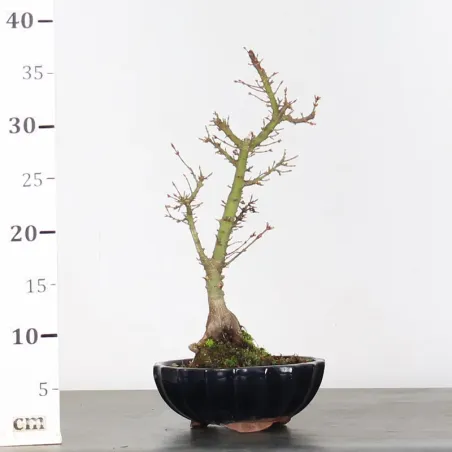 image supplémentaire - ÉRABLE DU JAPON "ACER...