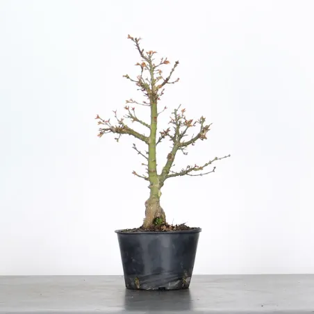 JAPANESE MAPLE "ACER PALMATUM KOTO HIME" 2-6