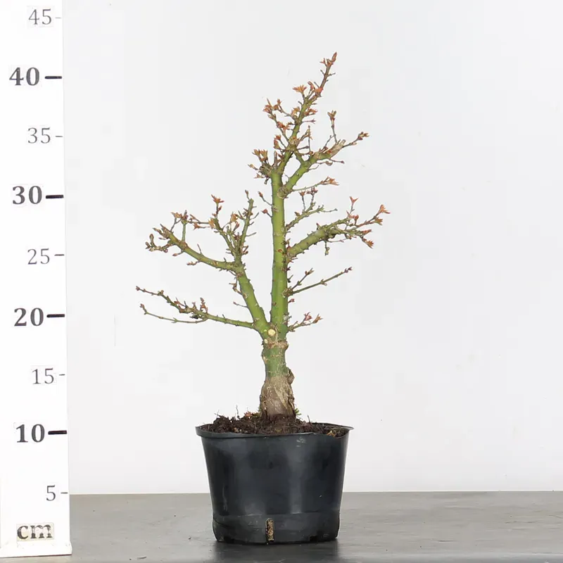 image supplémentaire - JAPANESE MAPLE "ACER...