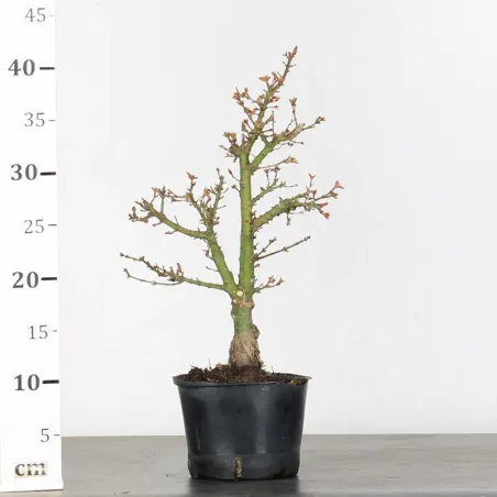 image supplémentaire - JAPANESE MAPLE "ACER...