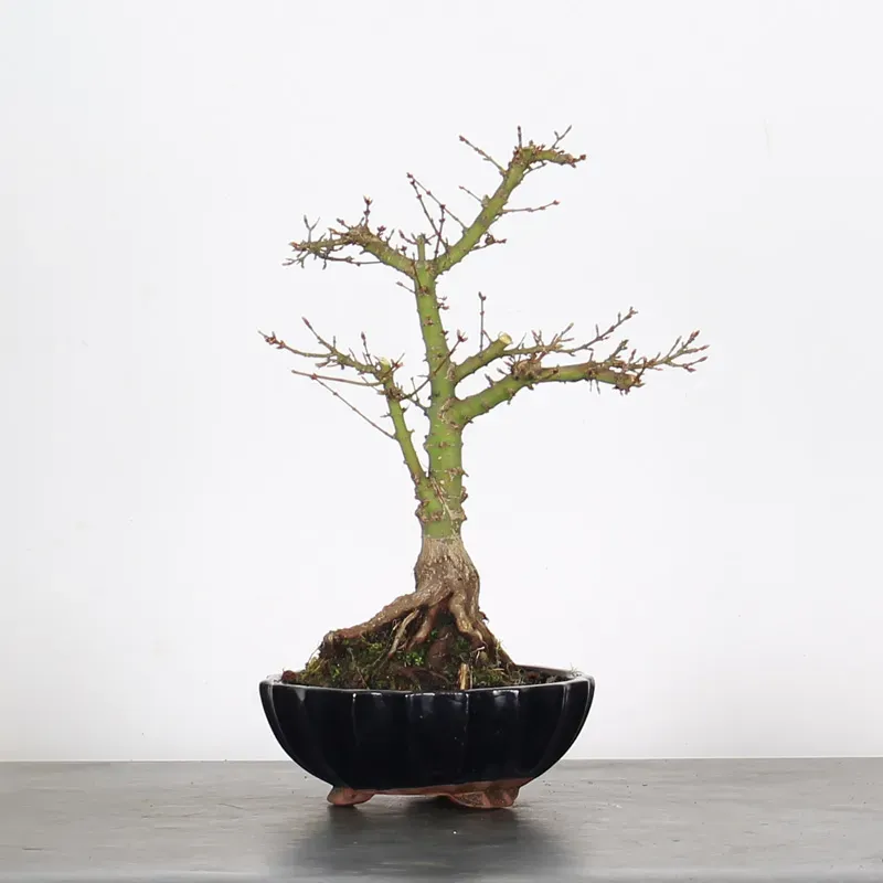 JAPANESE MAPLE "ACER PALMATUM KOTO HIME" 2-7