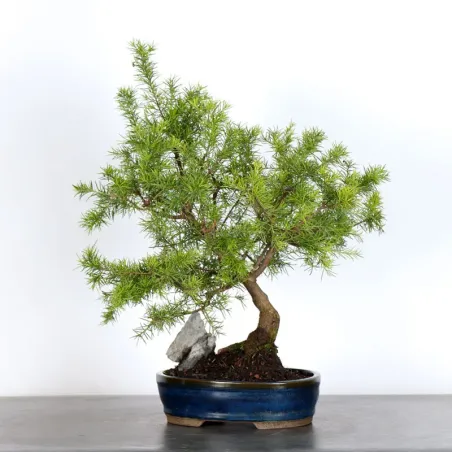 image supplémentaire - GREVILLEA JUNIPERINA 1-1