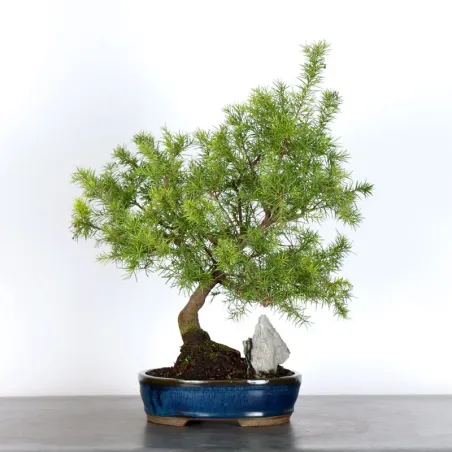 GREVILLEA JUNIPERINA 1-1