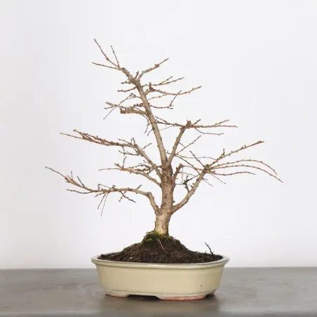 Mélèze "Larix decidua" 1-1