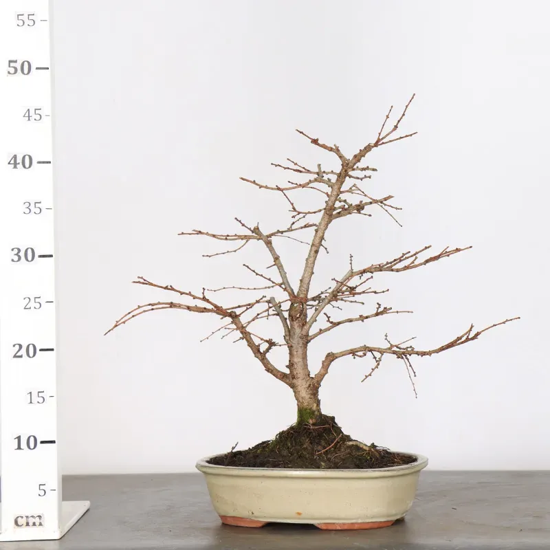 image supplémentaire - LARCH "Larix decidua" 1-1