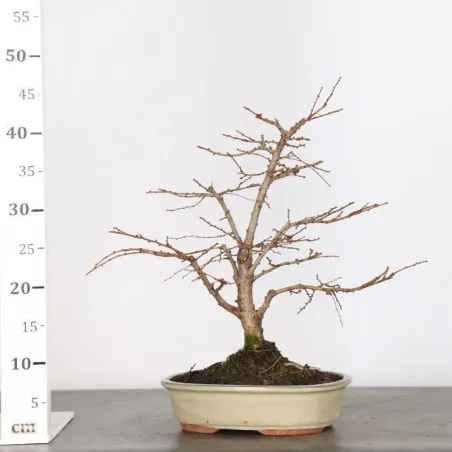 image supplémentaire - LARCH "Larix decidua" 1-1