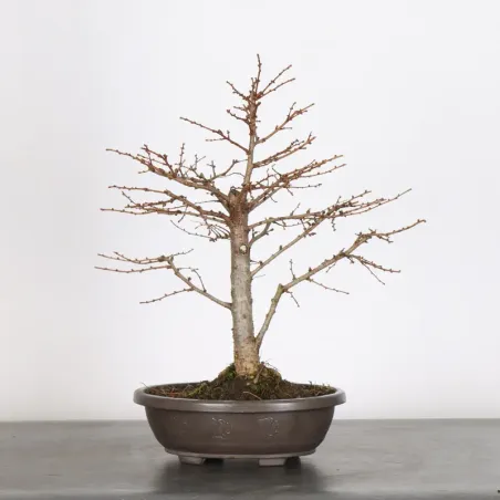 image supplémentaire - Mélèze "Larix decidua" 1-2