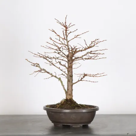 Mélèze "Larix decidua" 1-2