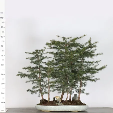image supplémentaire - cedar of Lebanon forest...