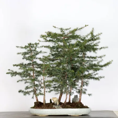 Bonsai Cèdre de l'Atlas