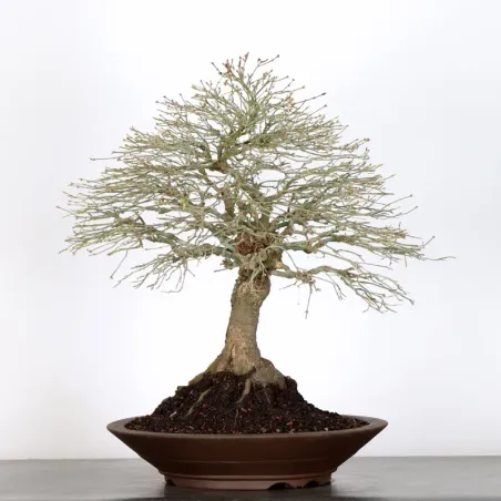 image supplémentaire - Érable japonais "ACER...