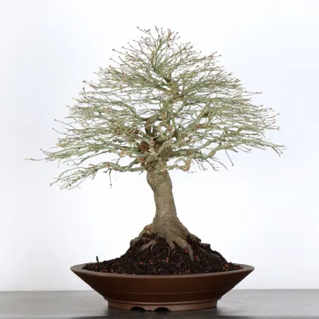 Bonsai Erable Kiyohime AK-1-6