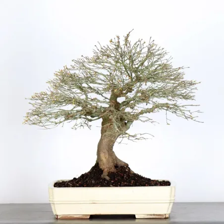 Kiyohime Maple Bonsai AK-1-7