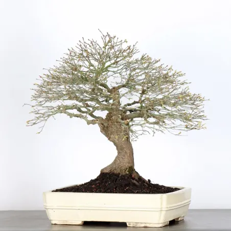 image supplémentaire - Érable japonais "ACER...