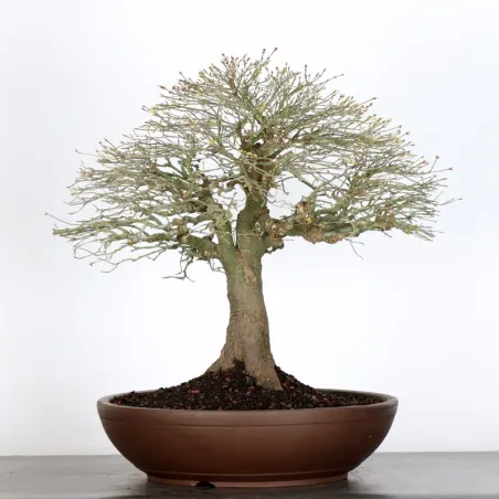 image supplémentaire - Érable japonais "ACER...