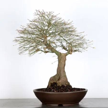 Bonsai Erable Kiyohime AK-1-9