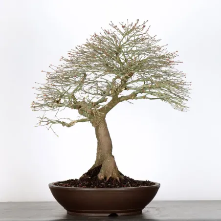 image supplémentaire - Érable japonais "ACER...