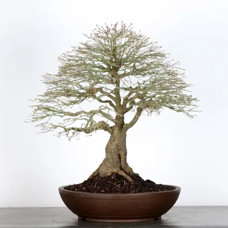 Japanese maple "ACER KIYOHIME" 1-10