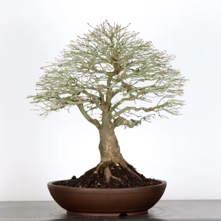 image supplémentaire - Érable japonais "ACER...