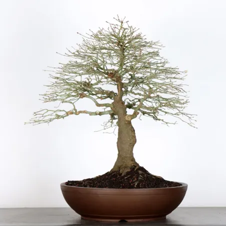 Bonsai Erable Kiyohime AK-1-12