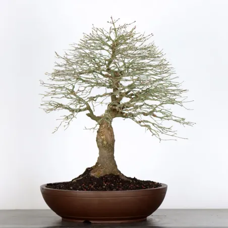 image supplémentaire - Érable japonais "ACER...