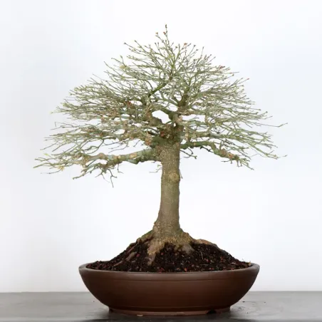 Japanese maple "ACER KIYOHIME" 1-15