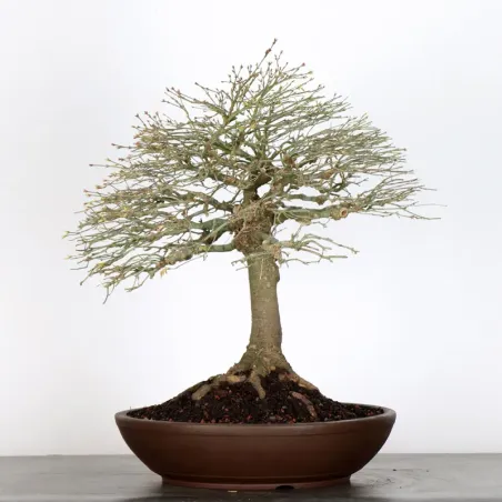 image supplémentaire - Érable japonais "ACER...