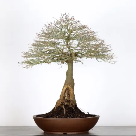 Japanese maple "ACER KIYOHIME" 1-16