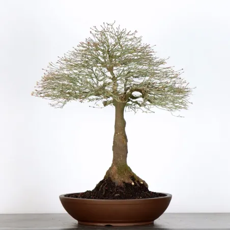 image supplémentaire - Érable japonais "ACER...