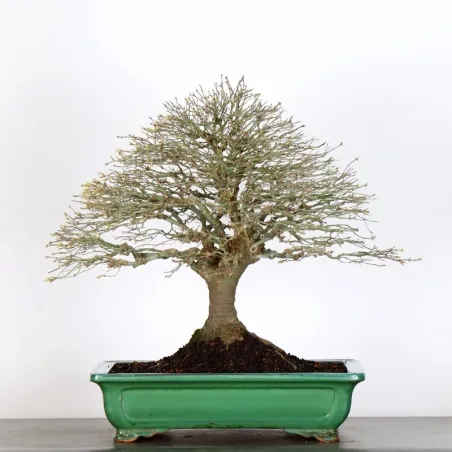 Bonsai Erable Kiyohime AK-2-1