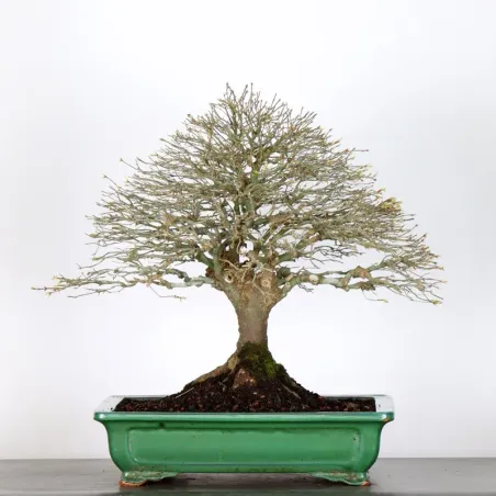 Bonsai Erable Kiyohime AK-2-1