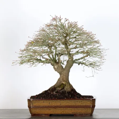 Japanese maple "ACER KIYOHIME" 2-2