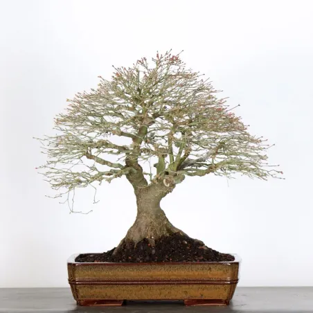 image supplémentaire - Érable japonais "ACER...