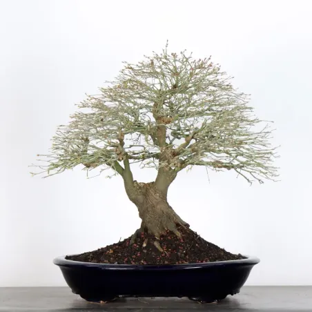 Érable japonais "ACER KIYOHIME" 2-7