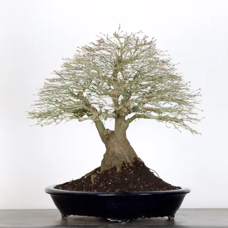 image supplémentaire - Japanese maple "ACER...