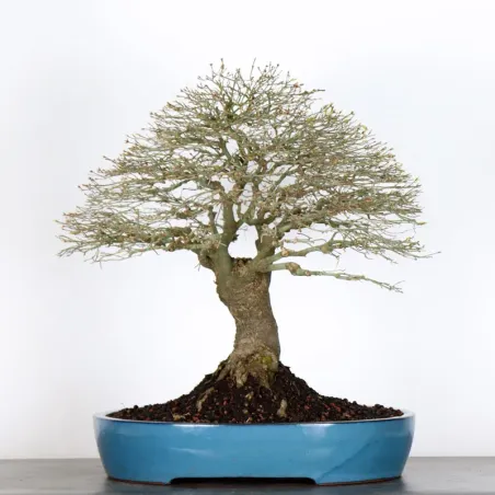 Japanese maple "ACER KIYOHIME" 2-10