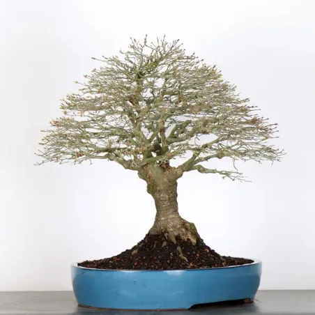 image supplémentaire - Japanese maple "ACER...