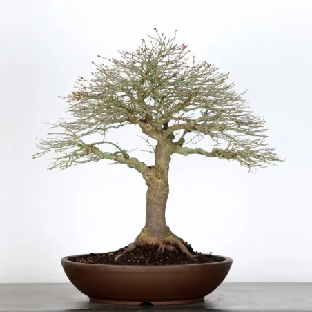 Japanese maple "ACER KIYOHIME" 3-6