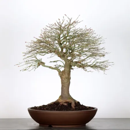 image supplémentaire - Érable japonais "ACER...