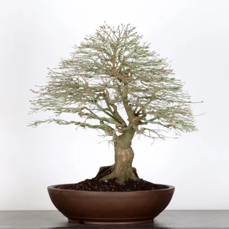 image supplémentaire - Érable japonais "ACER...