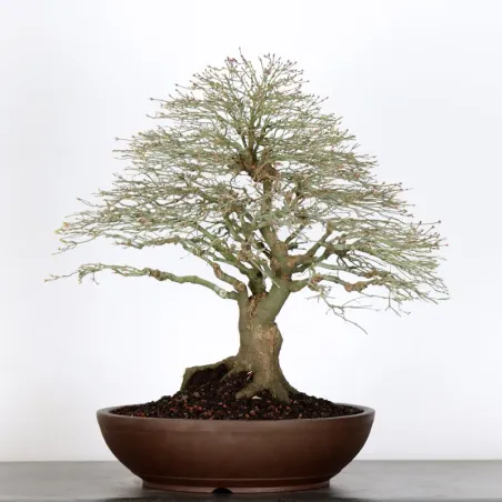 Érable japonais "ACER KIYOHIME" 4-10