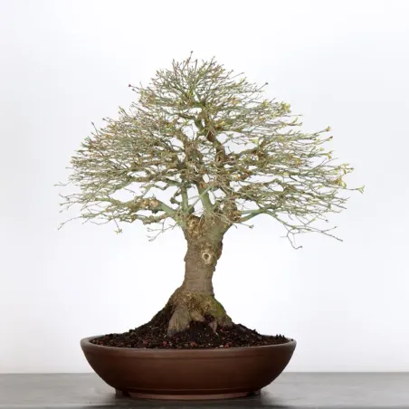 Japanese maple "ACER KIYOHIME" 5-3